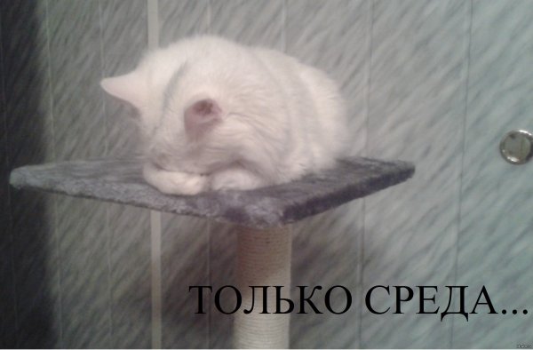 Котик в среду