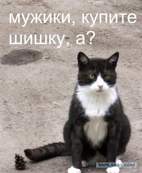 Среда котики прикол