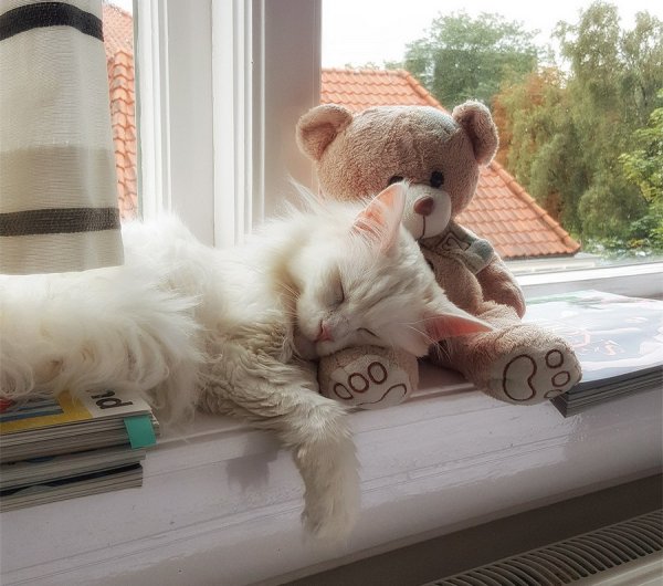 Доброе утро смешные