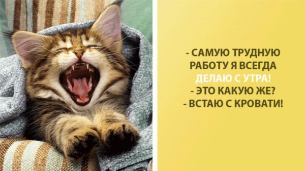 Прикольное утро
