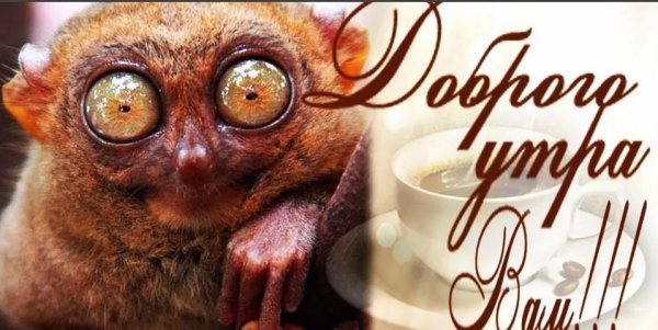 Доброе утро картинки прикольные