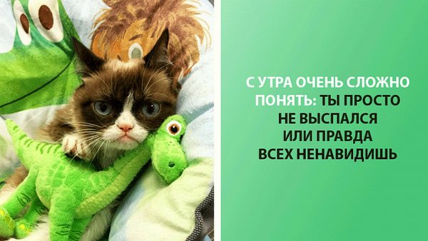 Смешные коты утром