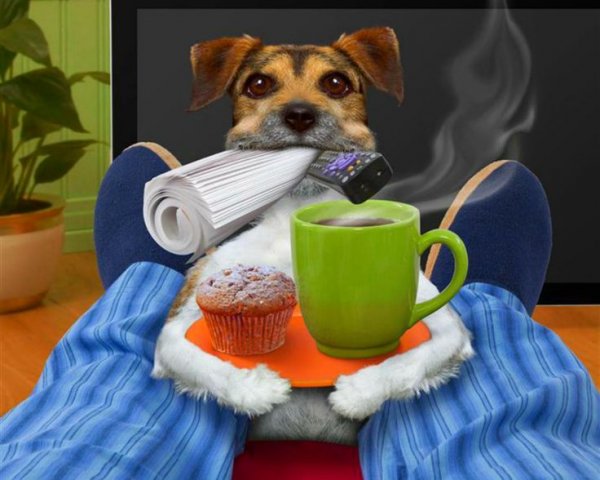 Анекдоты с добрым утром