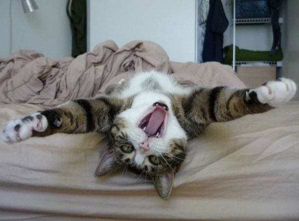 Доброе утро прикол