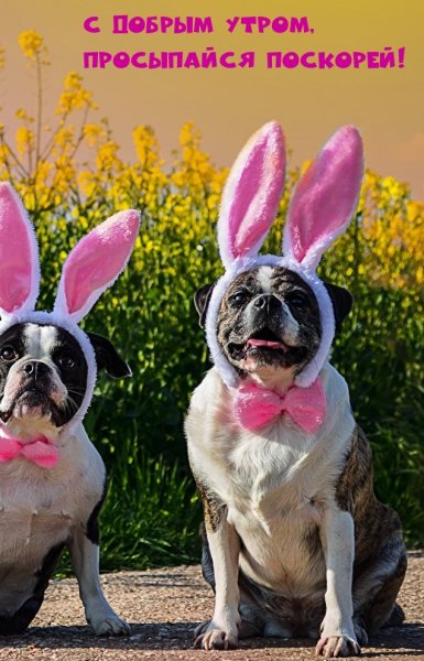 Доброе утро прикол