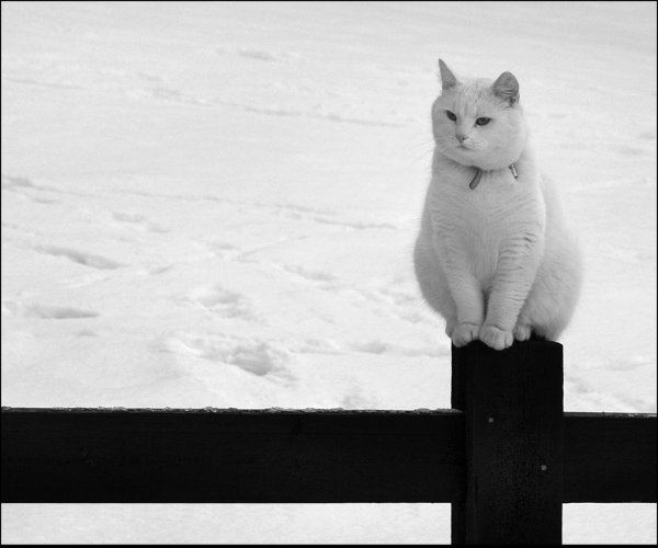 Кот в снегу на заборе