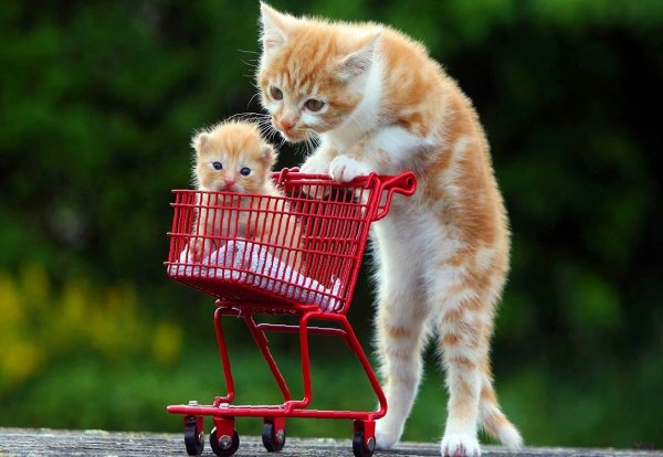Смешные забавные котята