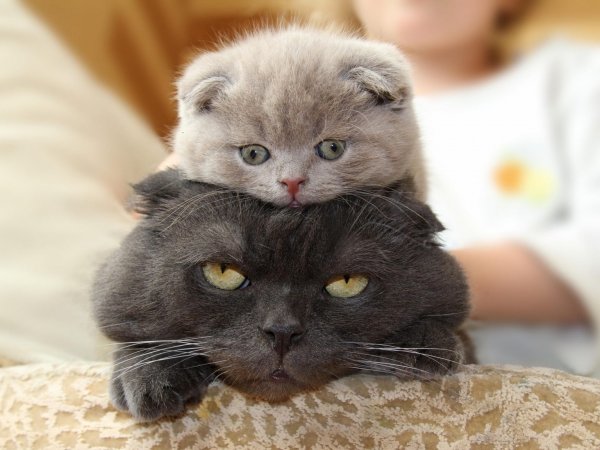 Смешные котята