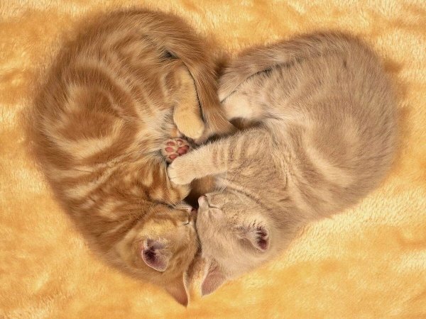 Котята милые и смешные