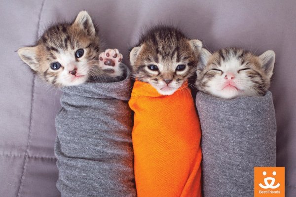 Милые смешные коты