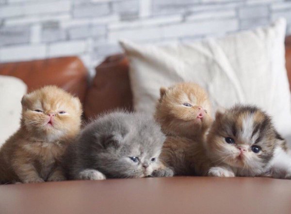 Котята фото смешные