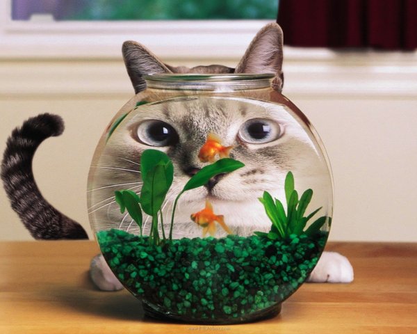 Позитивные коты