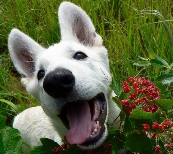 Классные собаки