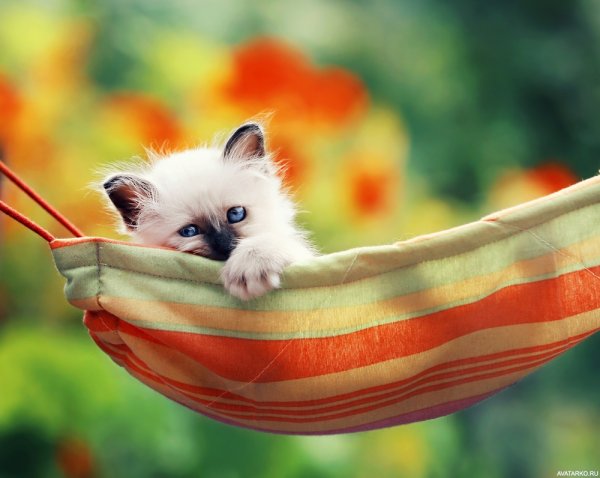 Котенок в гамаке