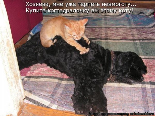 Шутки про массаж животных с надписями
