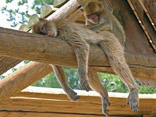 Обезьяна на отдыхе