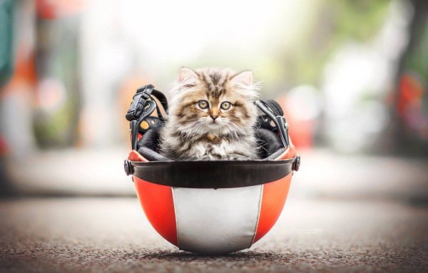 Котики смешные милые