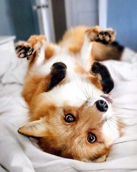 Милота животные