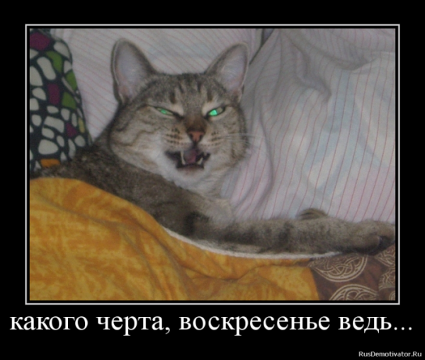 Воскресенье демотиватор