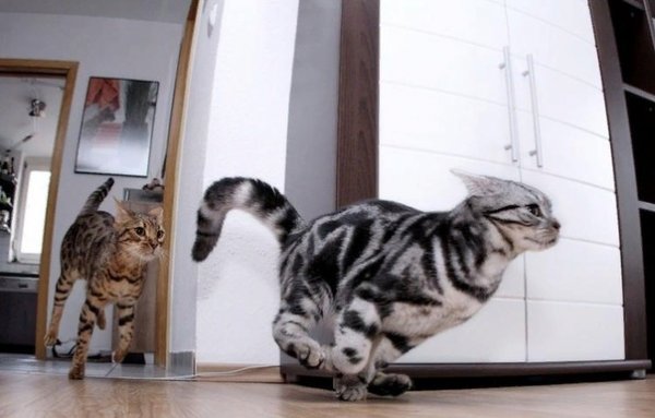 Воскресный котик