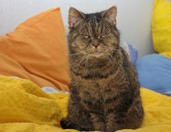 Воскресный юмор в картинках с надписями