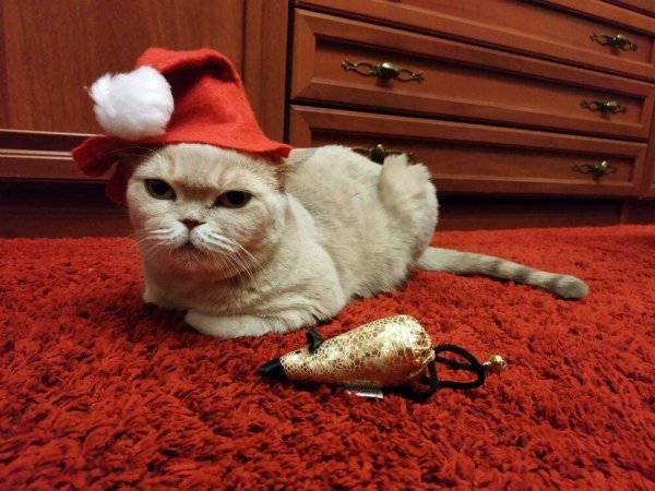 Смешные предметы новогодний
