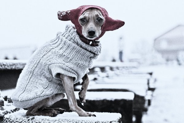 Собака мерзнет