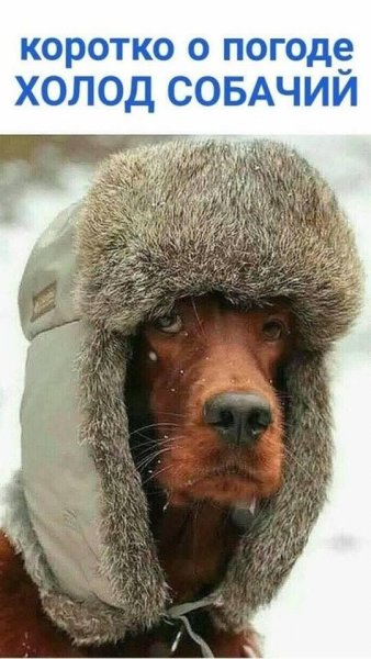 Шапка ушанка смешная