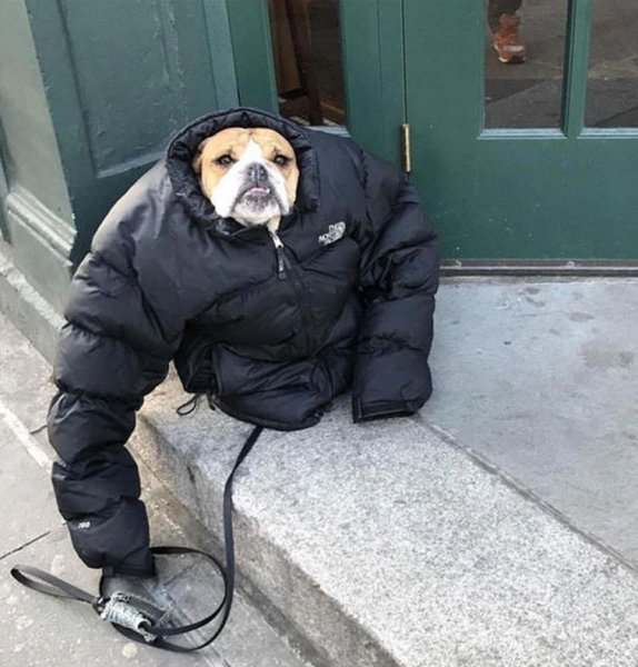 Собака в Кожанке