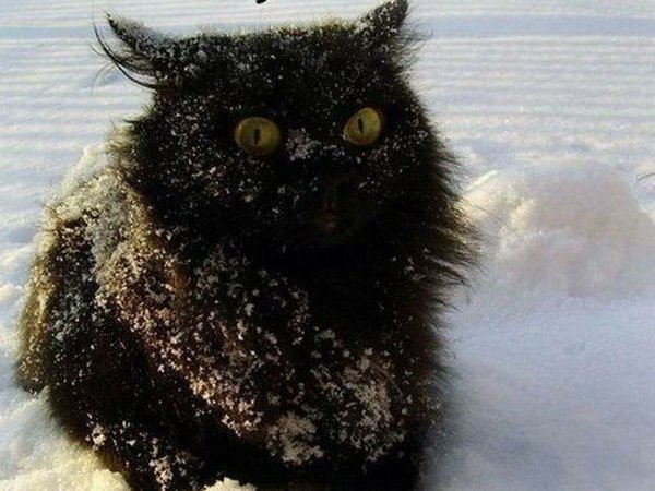 Котик мерзнет