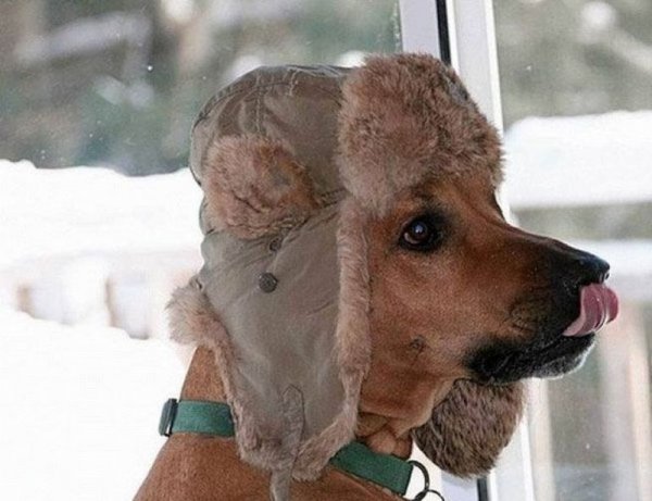 Собака в валенках и шапке