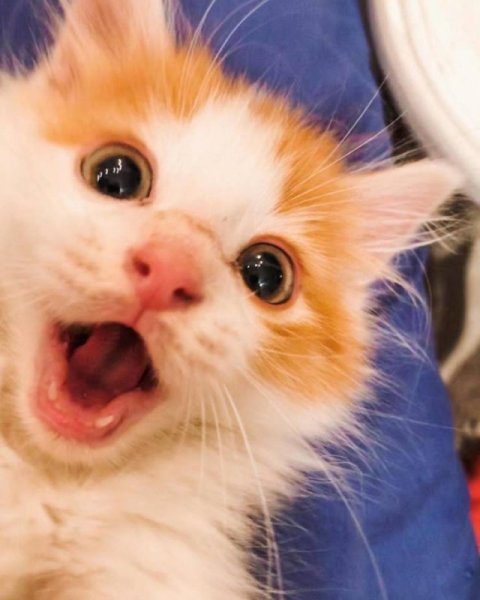 Смешные котята