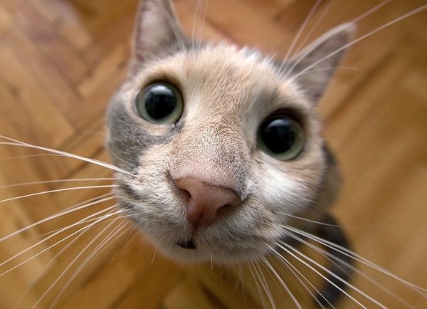 Смешной кот