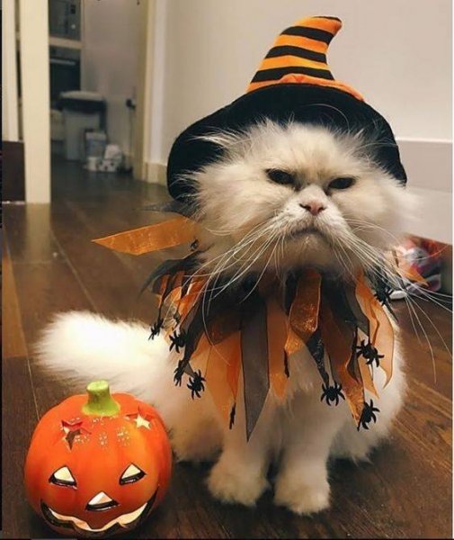 Костюм кошки на Хэллоуин