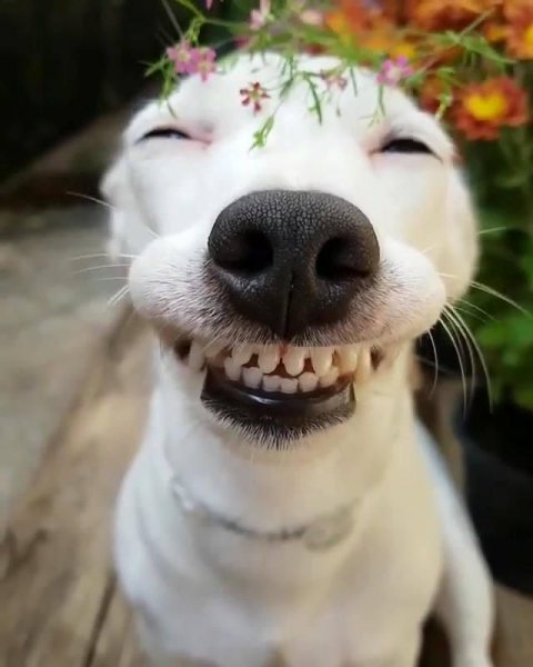 Смешная улыбка
