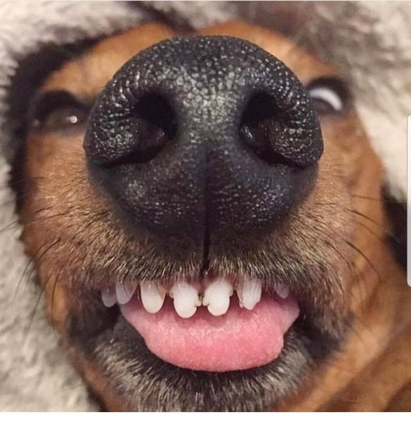 Собака свысунытым языком