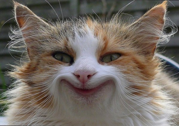 Смешной кот улыбается