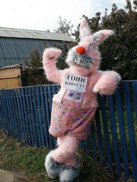Заяц прикол