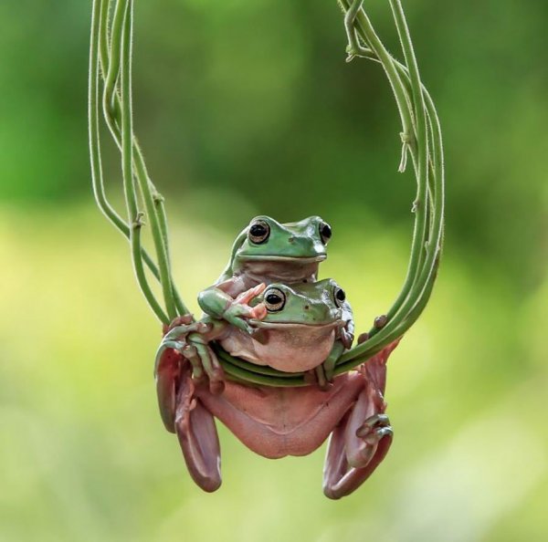Танто Йенсен — индонезийский фотограф