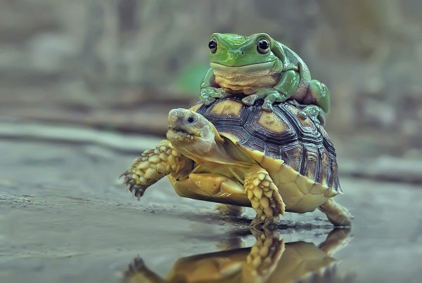 Лягушка-черепаха (Turtle Frog)