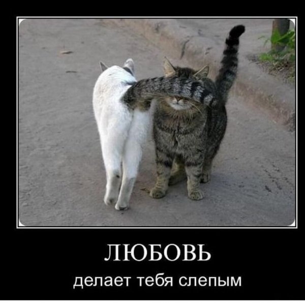 Приколы демотиваторы