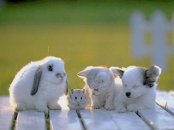 Дружные животные