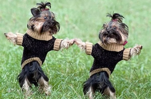 Собака танцует