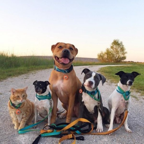 Верные друзья животные