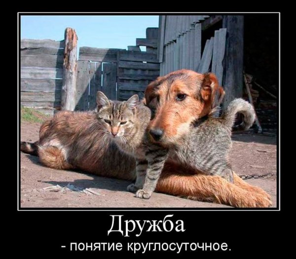 Приколы про дружбу