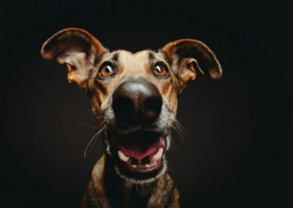 Elke Vogelsang фотограф