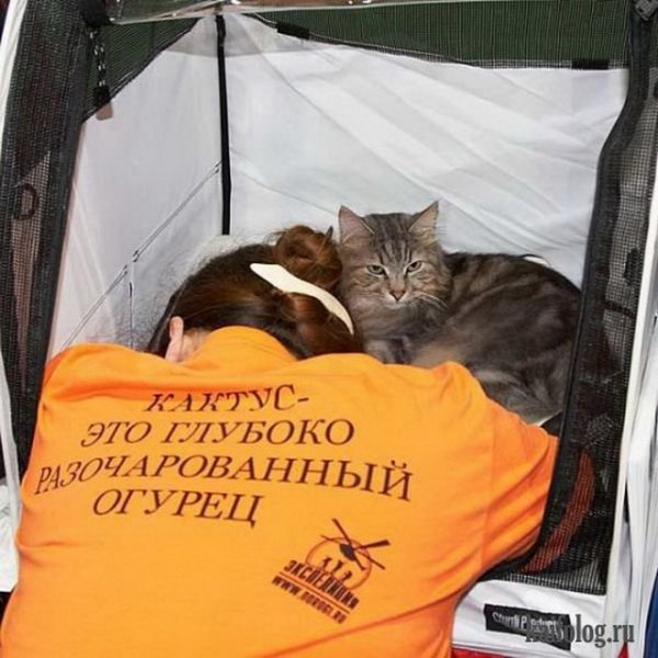 Приколы картинки с надписями