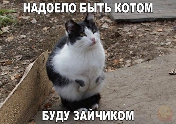 Собаки приколы с надписями