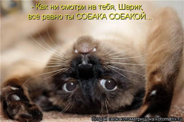 Смешилки прикольные