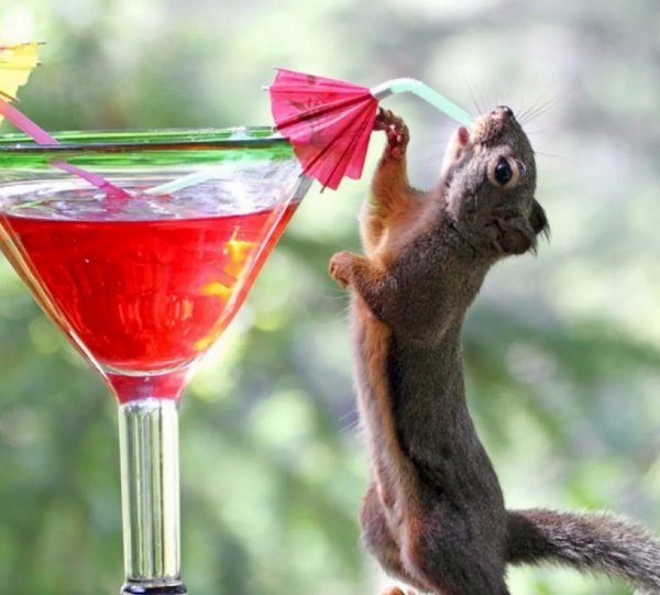 Белка с коктейлем